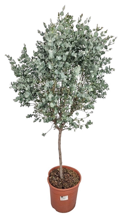 <h4>EUCAL GUNNII</h4>