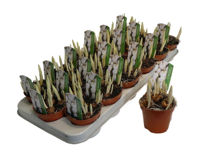 <h4>arr8 Crocus Jeanne D Arc</h4>