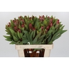 Protea Robijn