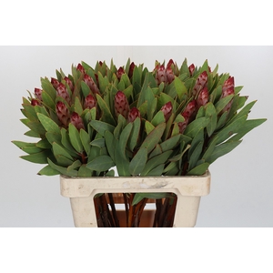 Protea Robijn