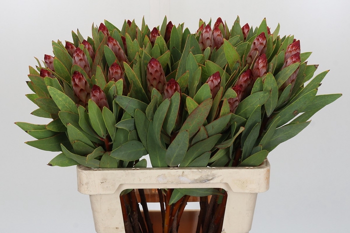 Protea Robijn
