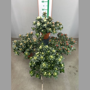RHODO SI V GEM 4 KLEUREN
