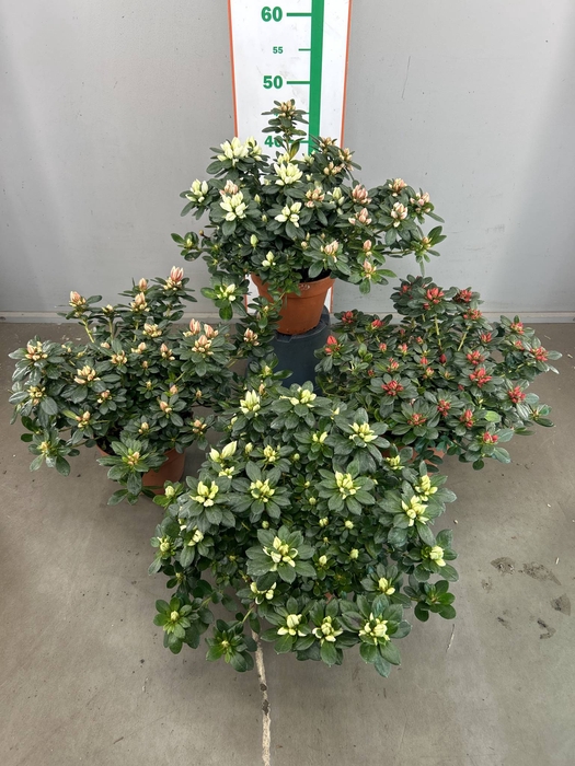 <h4>RHODO SI V GEM 4 KLEUREN</h4>