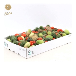 Deco Fruit by box 'Mixed' (ca. 200 pcs)