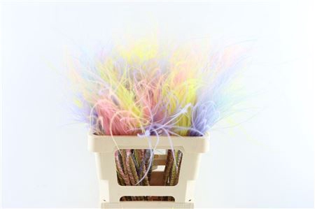 <h4>Dried Stypha Penata Pastel Mix Bunc</h4>