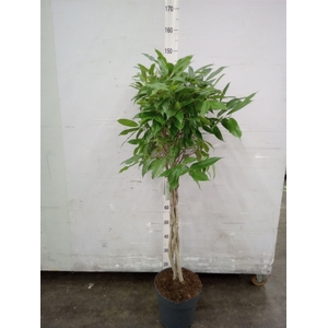 Ficus binn. 'Amstel King'