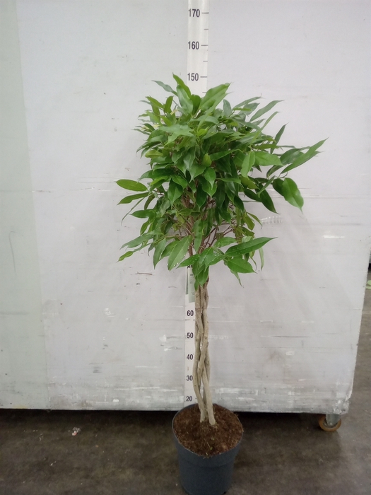 <h4>Ficus binn. 'Amstel King'</h4>