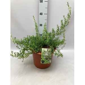 Rosmarinus officinalis 'Prostatus' C5