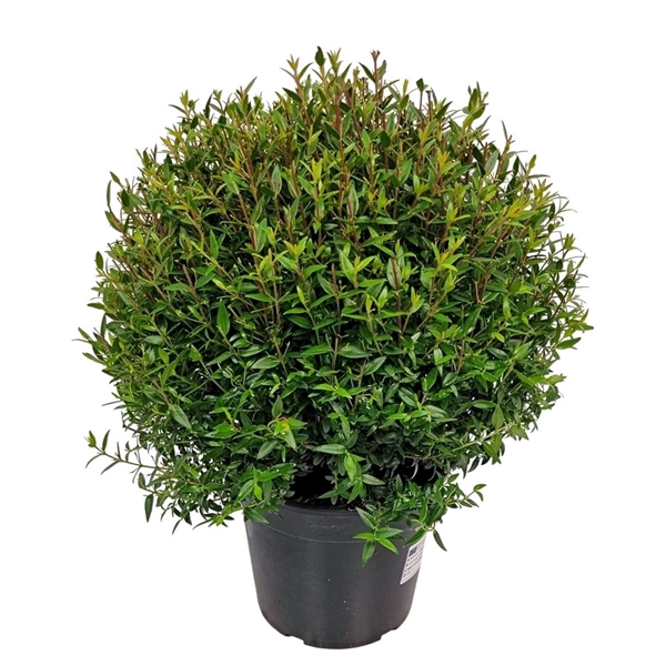 <h4>Myrtus Communis Bush - 1091</h4>