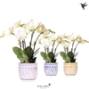 Phalaenopsis wit meer takken