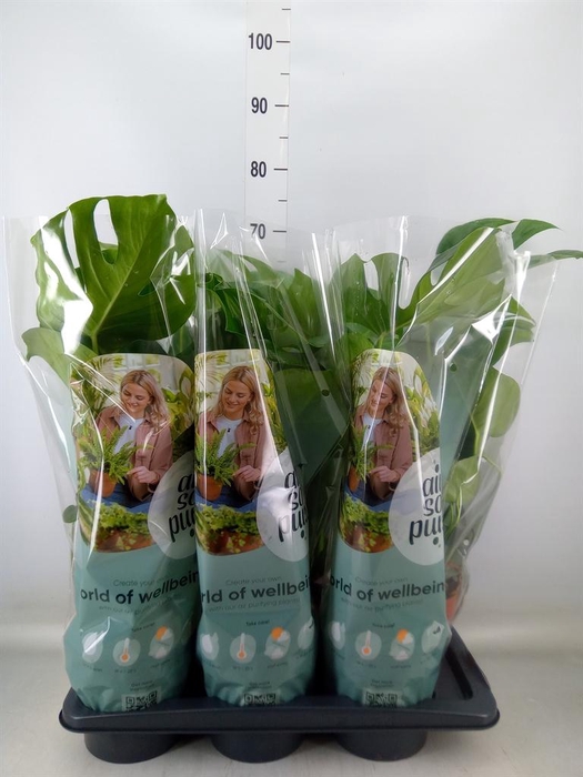 <h4>Monstera delic.</h4>