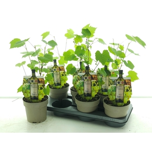 VITIS MUSCAT OF ALEX