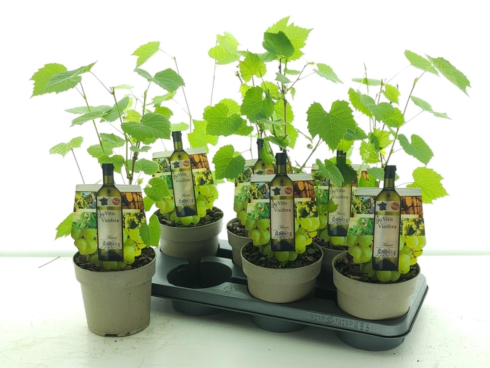 <h4>VITIS MUSCAT OF ALEX</h4>