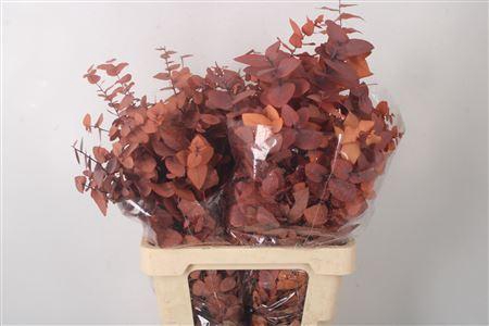 <h4>Stabi Stuartiana Orange Per Bunch</h4>