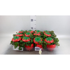 Callisia repens