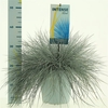 Festuca glauca Intense Blue®