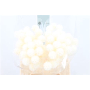 Scabiosa Stellata Klb Bleached White