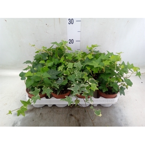 Hedera   ...mix