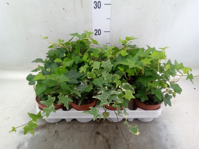 <h4>Hedera   ...mix</h4>