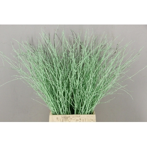Betula Bs Paint Mint Green