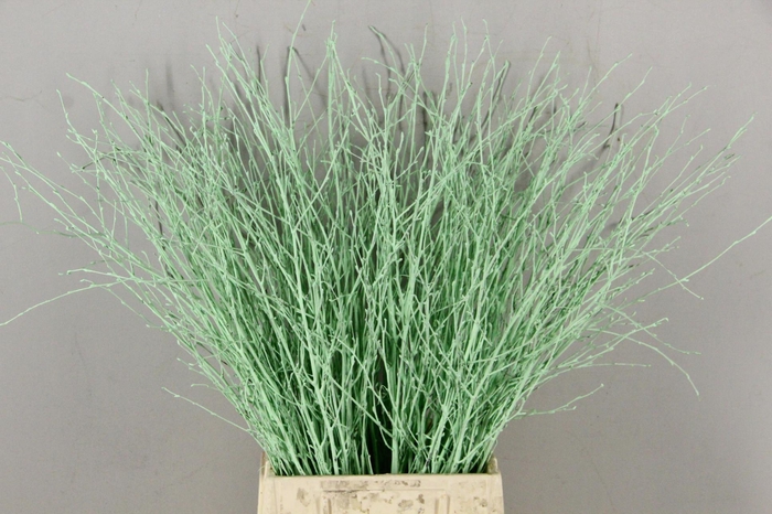 Betula Bs Paint Mint Green