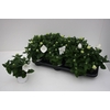 Platycodon grandiflorus Astra Whit