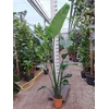Strelitzia nicolai