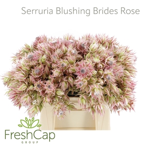 Serruria Blushing Brides Rose 10+ Flwrs