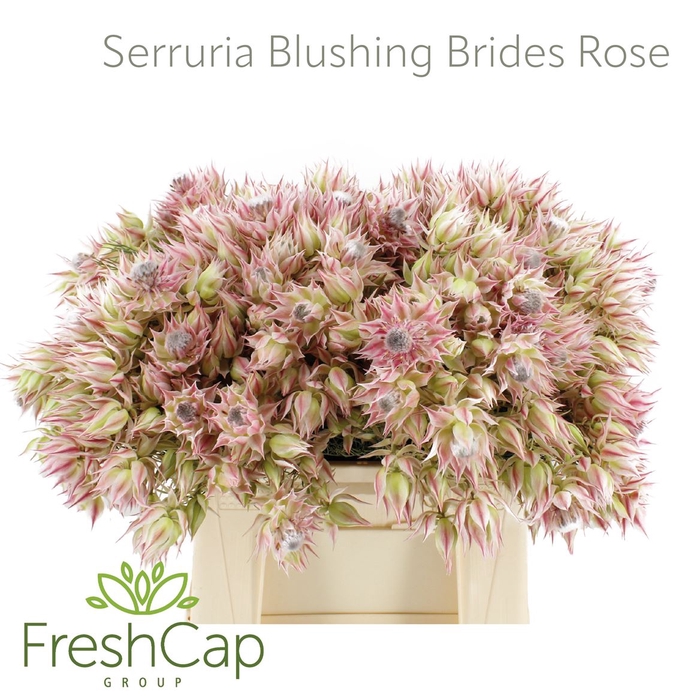 <h4>Serruria Blushing Brides Rose 10+ Flwrs</h4>