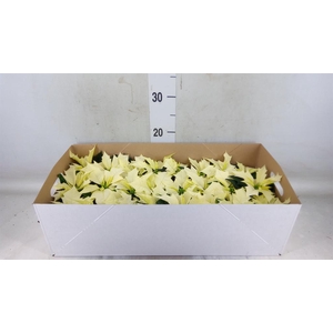 Euphorbia pulc. 'Alaska'