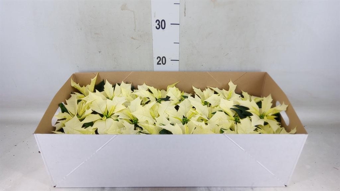 <h4>Euphorbia pulc. 'Alaska'</h4>