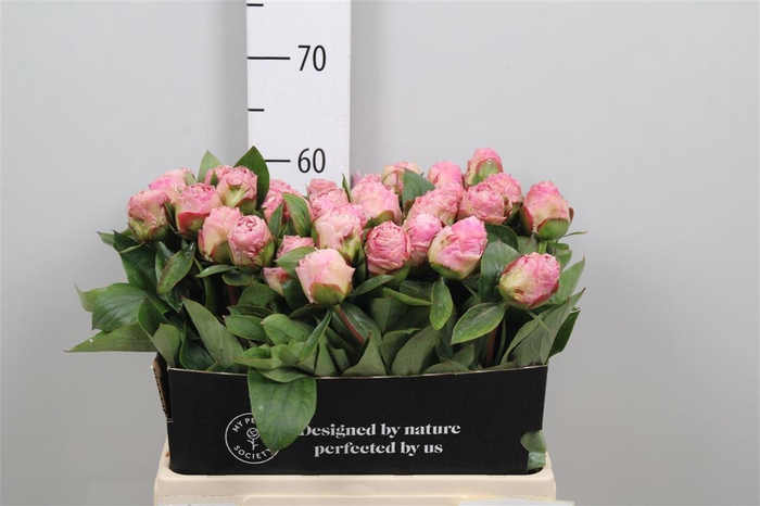 <h4>Paeo Gardenia</h4>