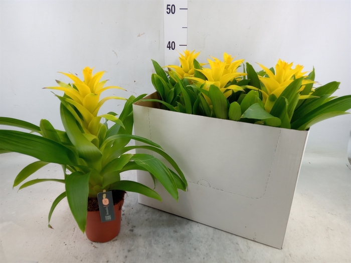 <h4>Guzmania  'Diana'</h4>