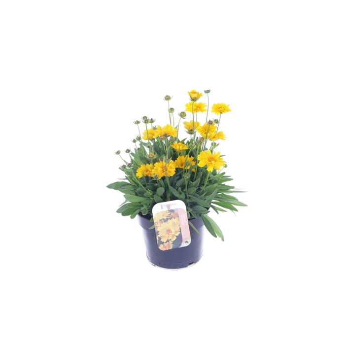 <h4>Coreopsis grand. Illico</h4>