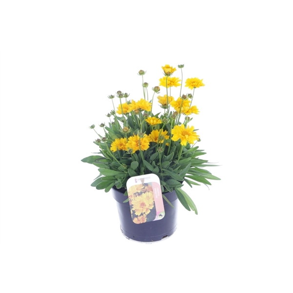 <h4>Coreopsis grand. Illico</h4>