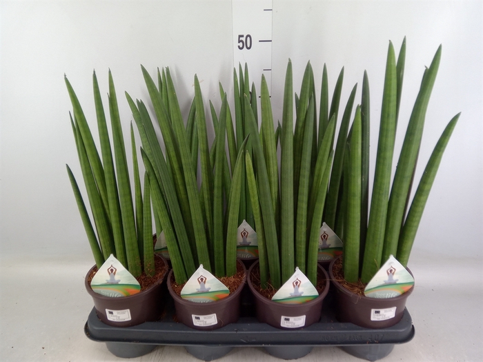 <h4>Sansevieria   ...</h4>