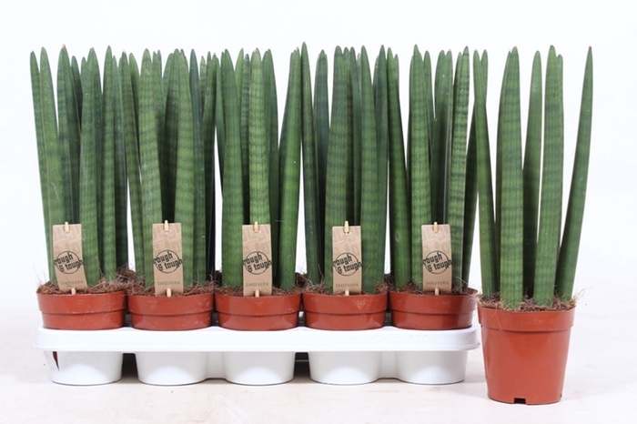 <h4>Sansevieria Cylindrica</h4>