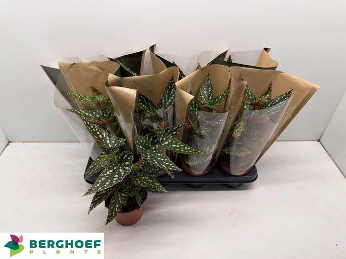 <h4>BEG MA SPOTL GREEN</h4>