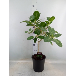 Ficus benghalensis 'Petite Audrey'