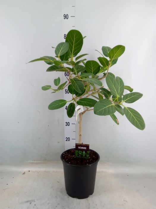 <h4>Ficus benghalensis 'Petite Audrey'</h4>