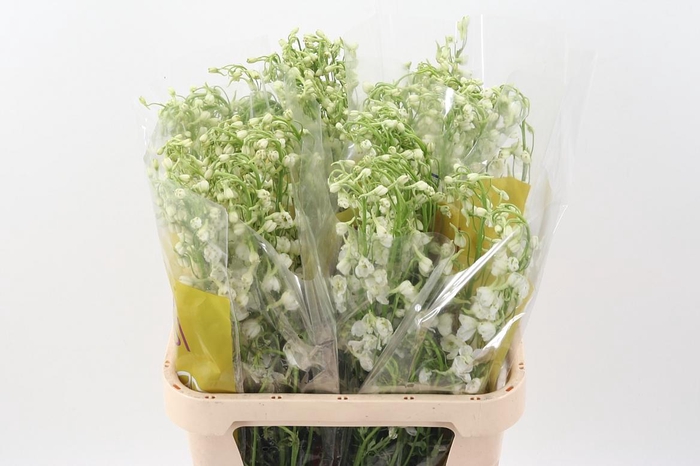 <h4>Delph White Andes</h4>