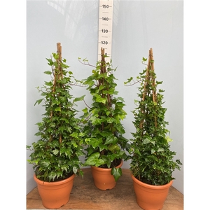 Hedera pyramide mix groen