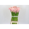 Zantedeschia Eydolls Pink