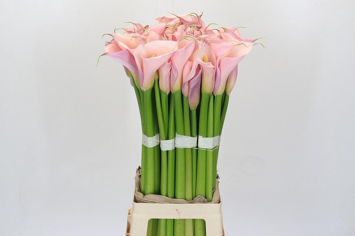 Zantedeschia Eydolls Pink