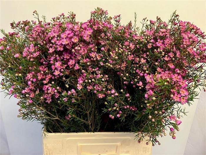 <h4>CHAME XANADU</h4>