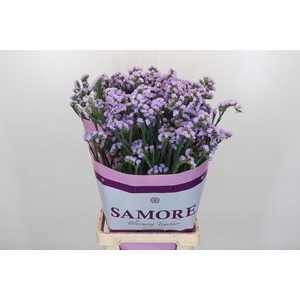Limonium Sinuatum Donau Birds