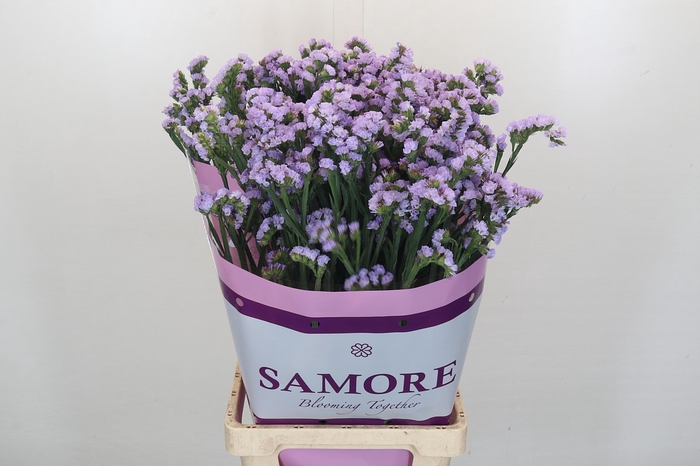 <h4>Limonium Sinuatum Donau Birds</h4>