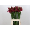 Nerine Mister Nick