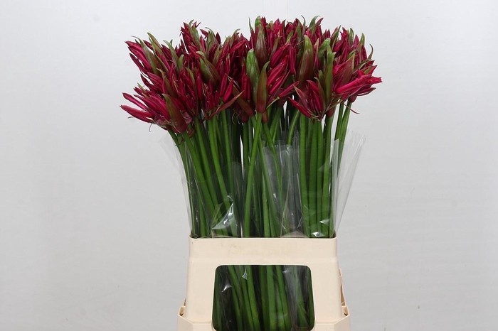 Nerine Mister Nick
