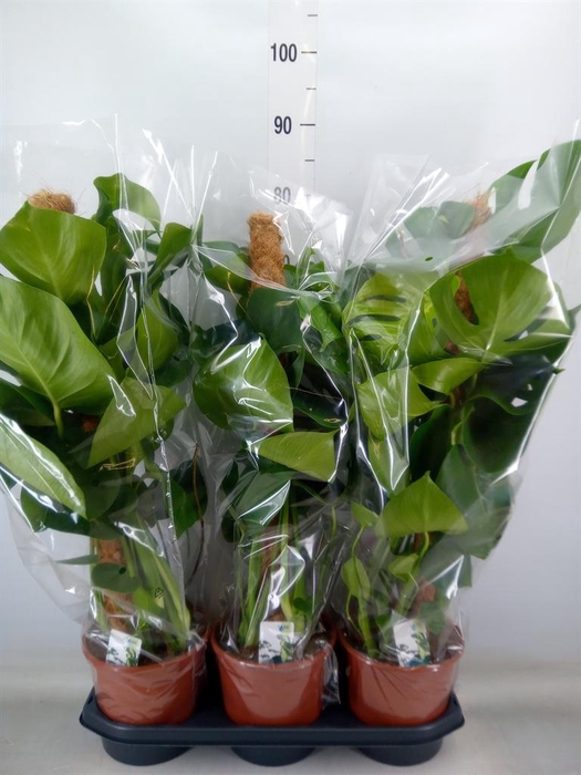 <h4>Monstera delic.</h4>